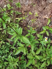 Bidens pilosa image