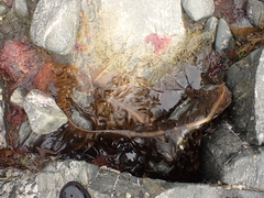 Undaria pinnatifida