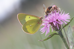 Colias palaeno europome