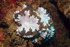 Entacmaea quadricolor