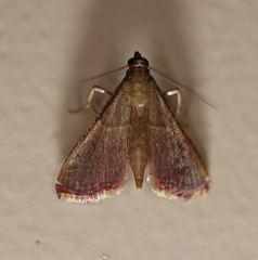 Endotricha approximalis