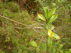 Pentalinon luteum