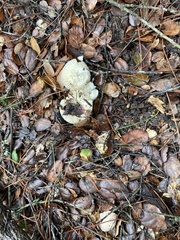 Russula cremoricolor