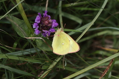 Colias palaeno europome