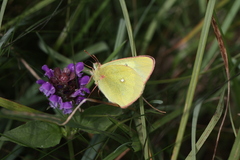 Colias palaeno europome