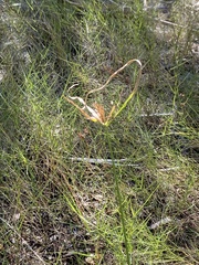 Cyperus polystachyos