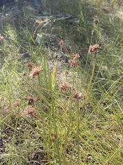 Cyperus polystachyos