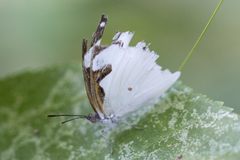 Dynamine myrrhina