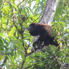 Alouatta