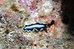 Pseudoceros paralaticlavus