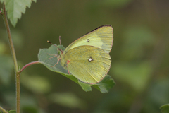 Colias palaeno europome