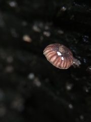 Micromphale arbuticola