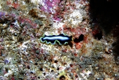 Pseudoceros paralaticlavus