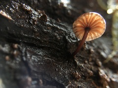 Micromphale arbuticola