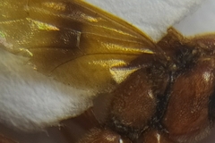 Compsocryptus calipterus