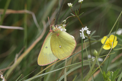 Colias palaeno europome