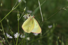 Colias palaeno europome