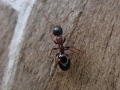 Dolichoderus quadripunctatus