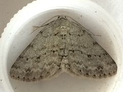 Phigalia strigataria