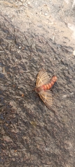 Hemileuca rubridorsa