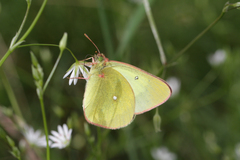 Colias palaeno europome