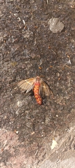 Hemileuca rubridorsa