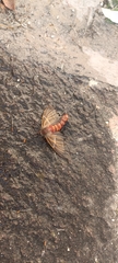 Hemileuca rubridorsa