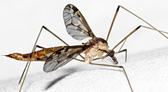 Tipula borealis