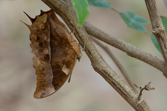Charaxes varanes