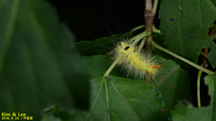 Calliteara pseudabietis