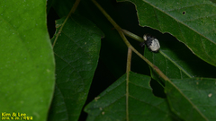 Sternuchopsis trifida