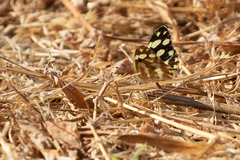 Charaxes varanes