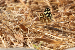 Charaxes varanes