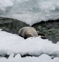 Leptonychotes weddellii