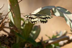 Charaxes varanes