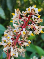 Ardisia compressa
