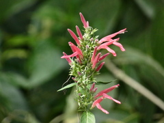 Dianthera secunda