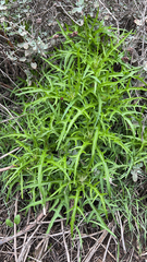 Malacothrix saxatilis