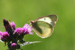 Colias palaeno europome