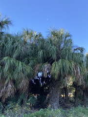 Sabal palmetto