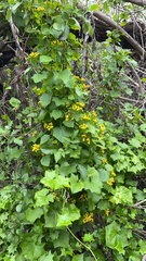 Delairea odorata