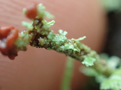 Cladonia bellidiflora