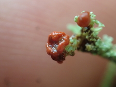 Cladonia bellidiflora