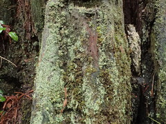 Cladonia bellidiflora