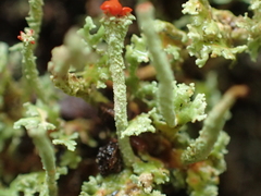 Cladonia bellidiflora