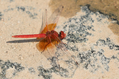 Trithemis