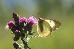 Colias palaeno europome