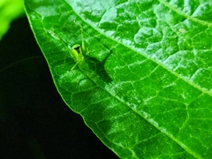 Stilpnochlora