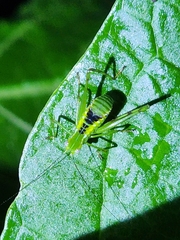 Stilpnochlora