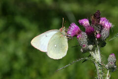 Colias palaeno europome